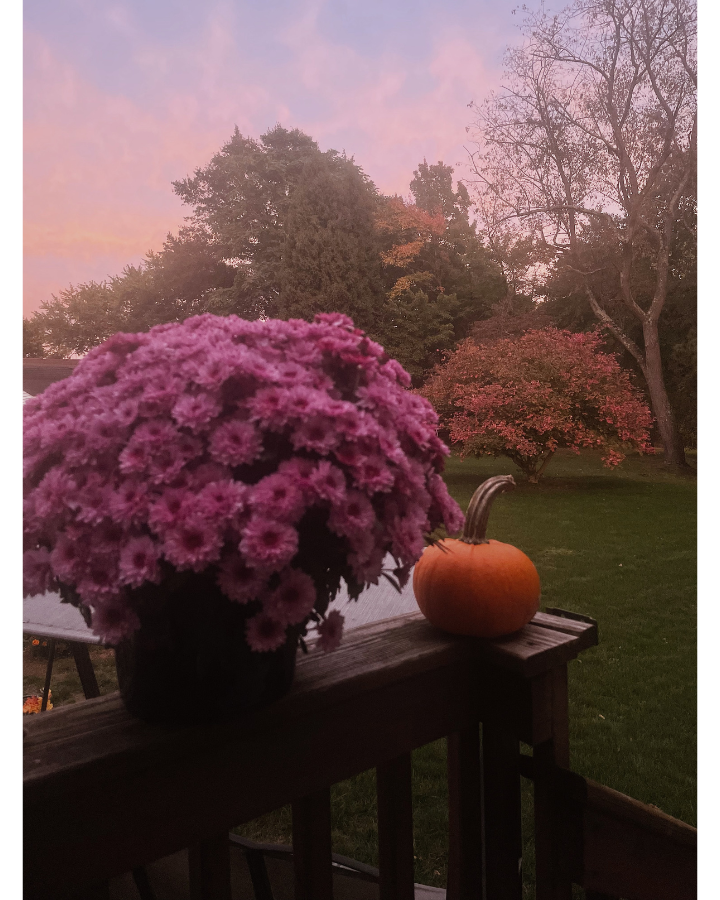 A pink mum and a small pumpkin in front of a fall sunset.
